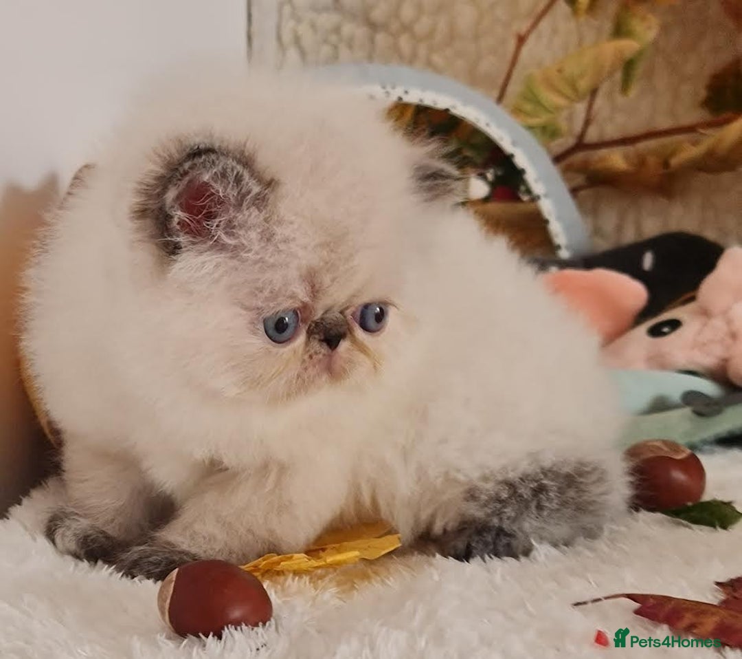 Persian cats for sale: Persian Kittens - Image 27