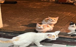 British Shorthair cats for sale: FEMALE & MALE CATS and KITTENs - Image 2