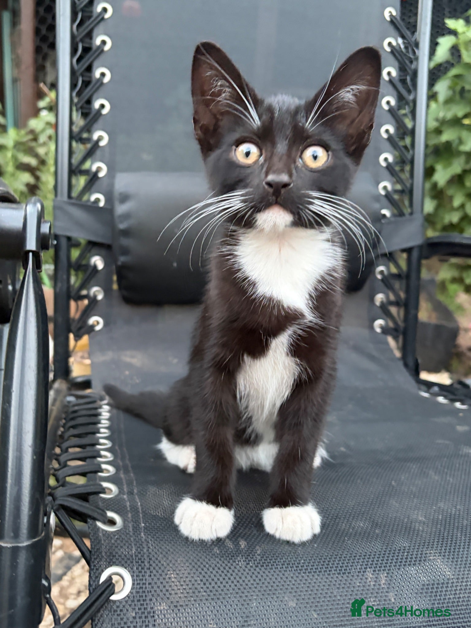 Mixed Breed cats 🐾 Adorable Kittens Looking for Loving Homes 🏡 - Advert 2