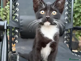 Mixed Breed cats 🐾 Adorable Kittens Looking for Loving Homes 🏡 - Advert 2