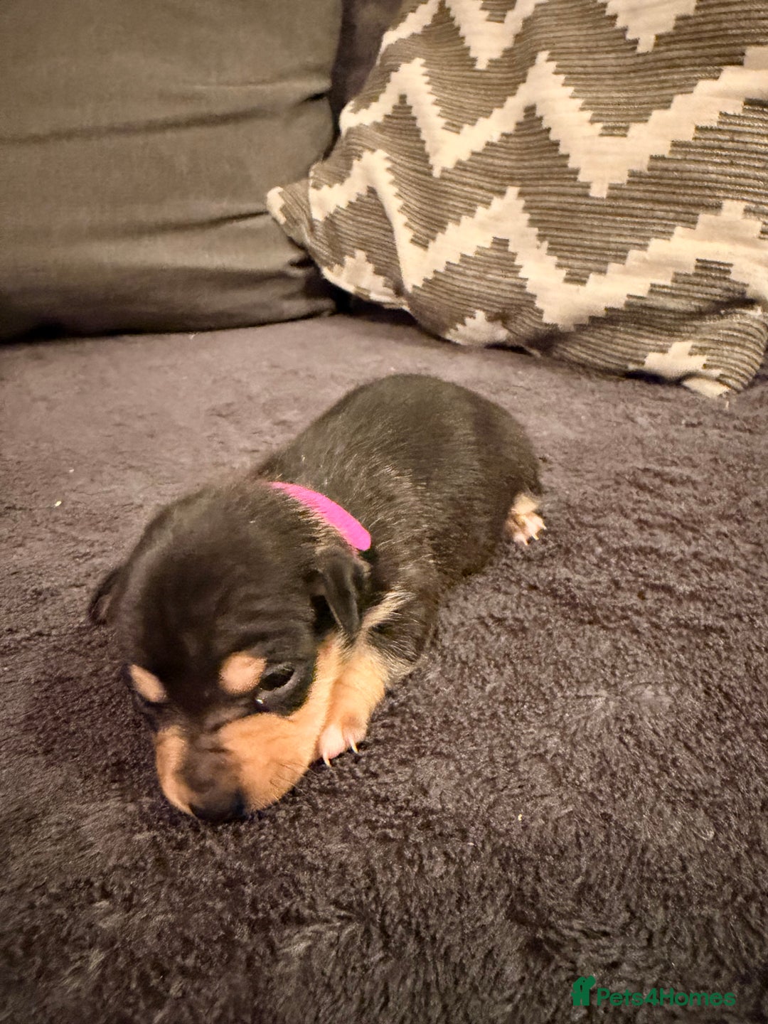 Jack Russell dogs for sale: Stunning Jack Russell pups  - Advert 6