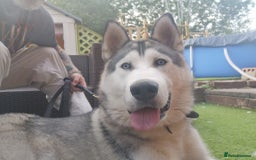 Siberian Husky dogs for sale: Beautiful husky male - Image 2