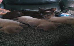 Burmese cats for sale: Beautiful blue Burmese kittens  - Image 9