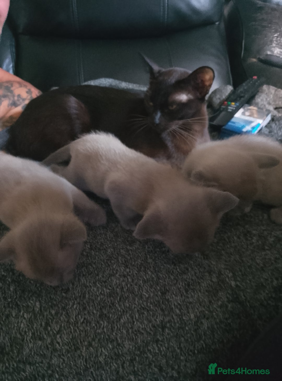 Burmese cats for sale: Beautiful blue Burmese kittens  - Image 9