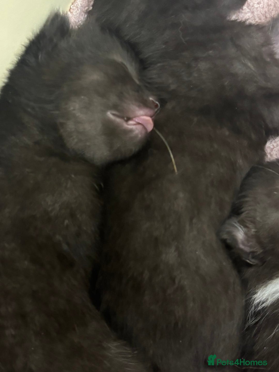 Bombay cats for sale: Black tabby kittens - Image 4