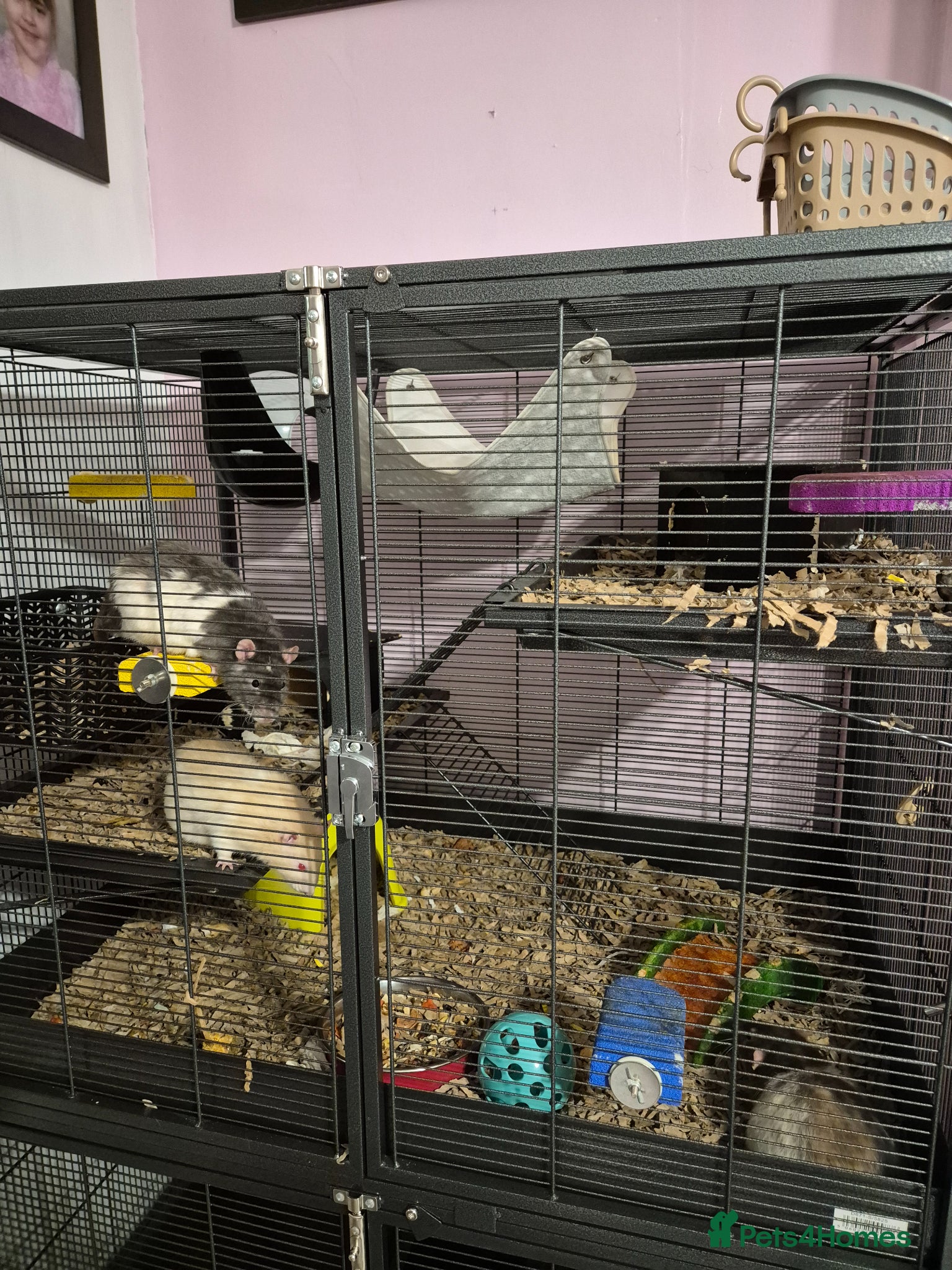 Rat rodents 4 male rats and cage - Advert 6