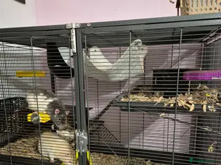 Rat rodents 4 male rats and cage - Advert 6