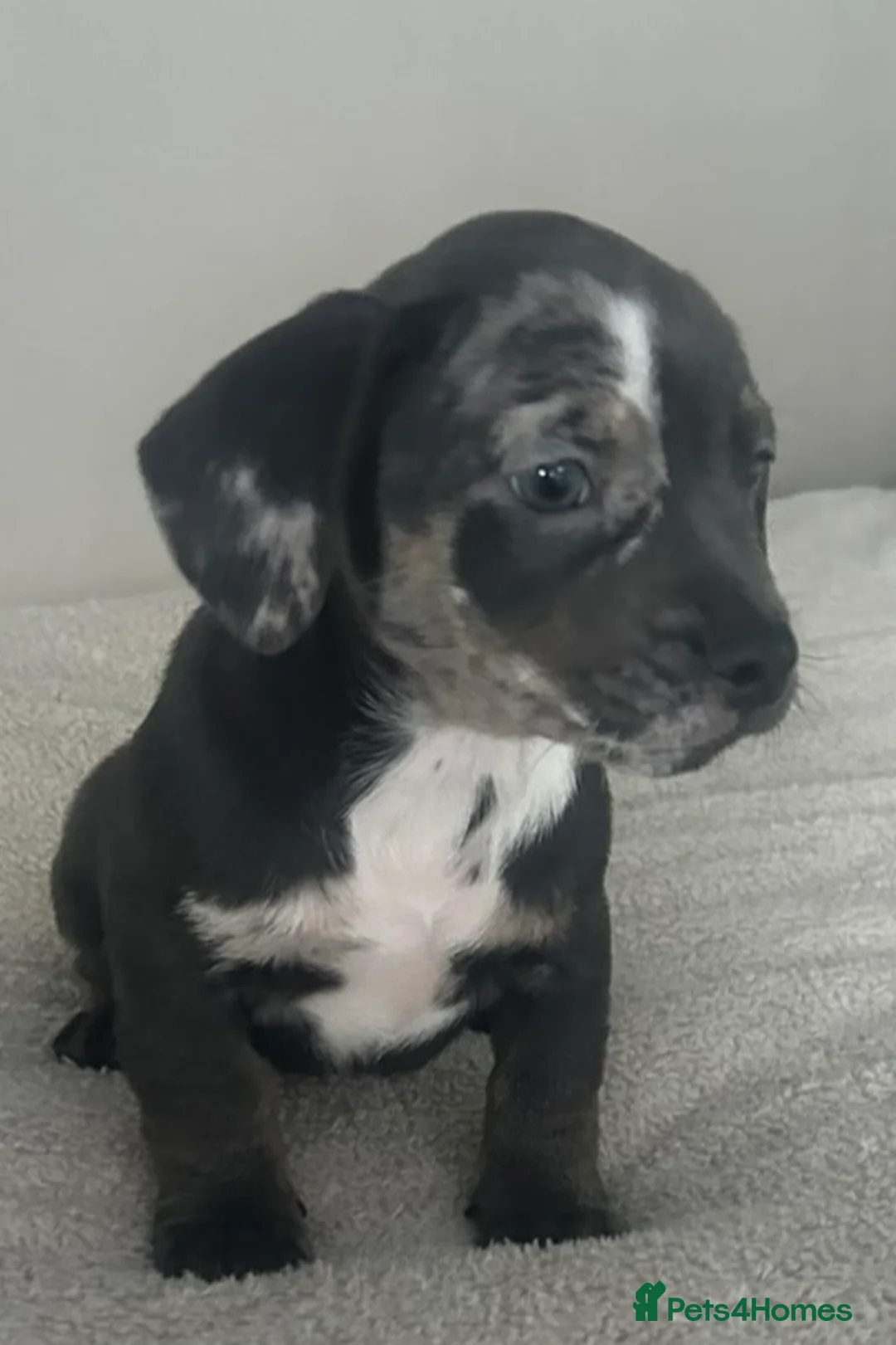 Mixed Breed dogs for sale: Frenchie/ dashund  - Advert 2