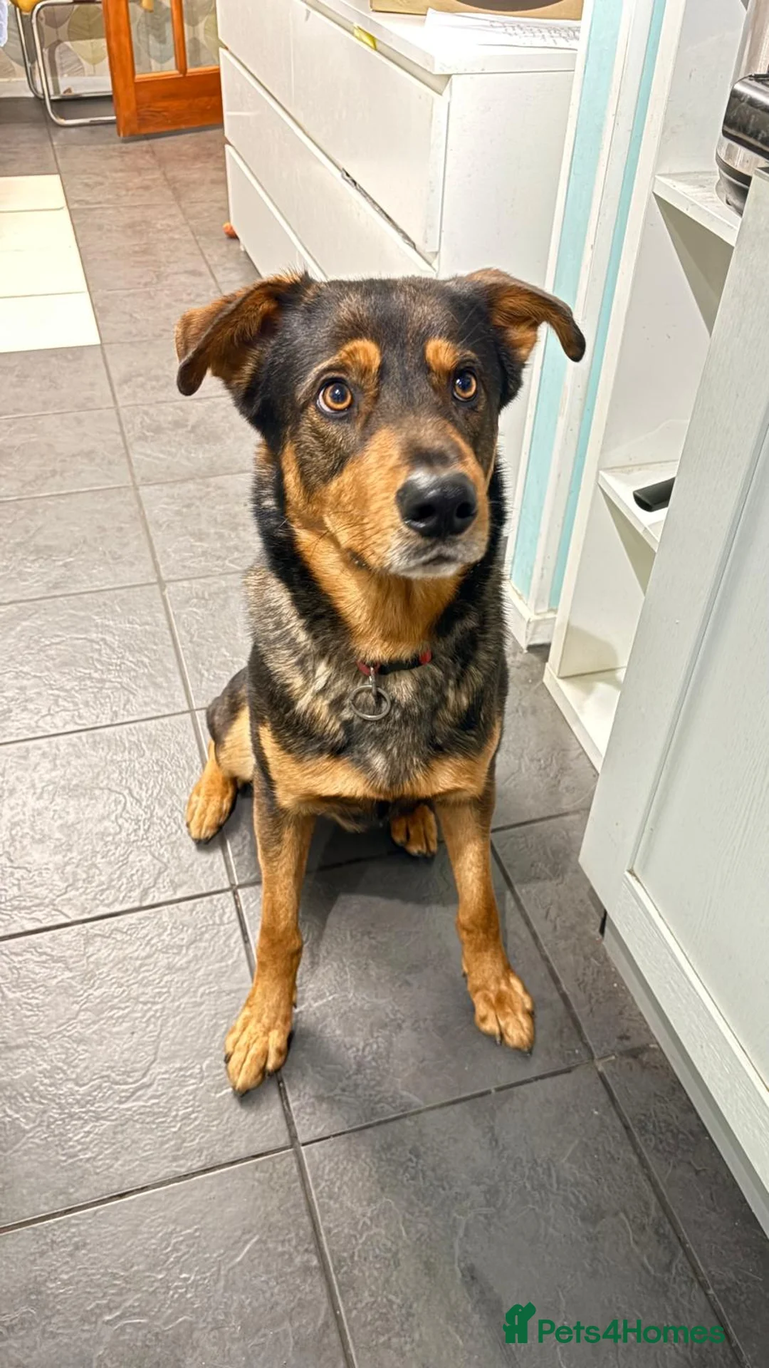 Mixed Breed dogs for sale: 3 Year old dog for sale  - Advert 3