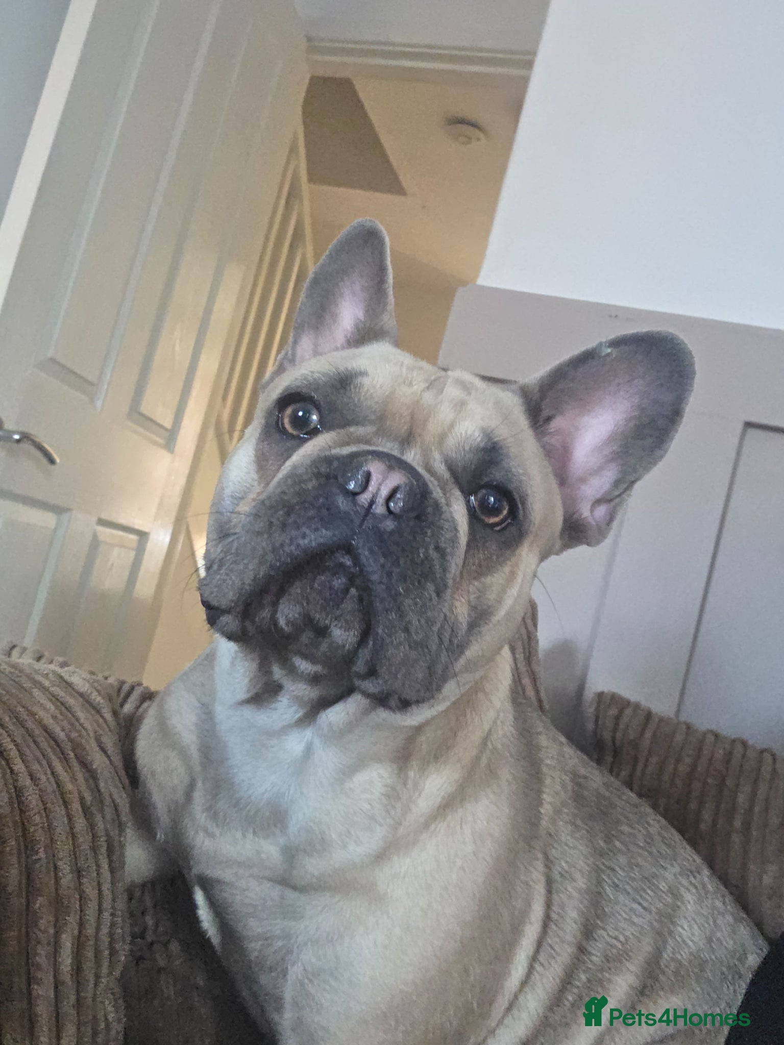 French Bulldog dogs 1 year old female frenchie  - Advert 1