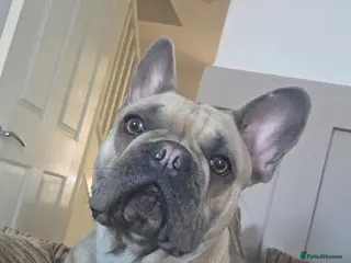 French Bulldog dogs 1 year old female frenchie - Advert 6