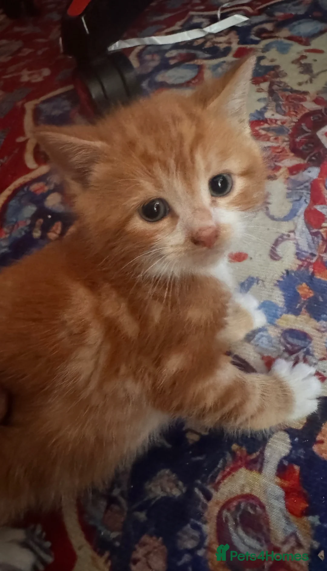 British Shorthair cats for sale: CUTE KITTENS  - Advert 2