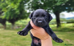 Labrador Retriever dogs for sale: Kc labrador puppies in Much Wenlock - Image 17