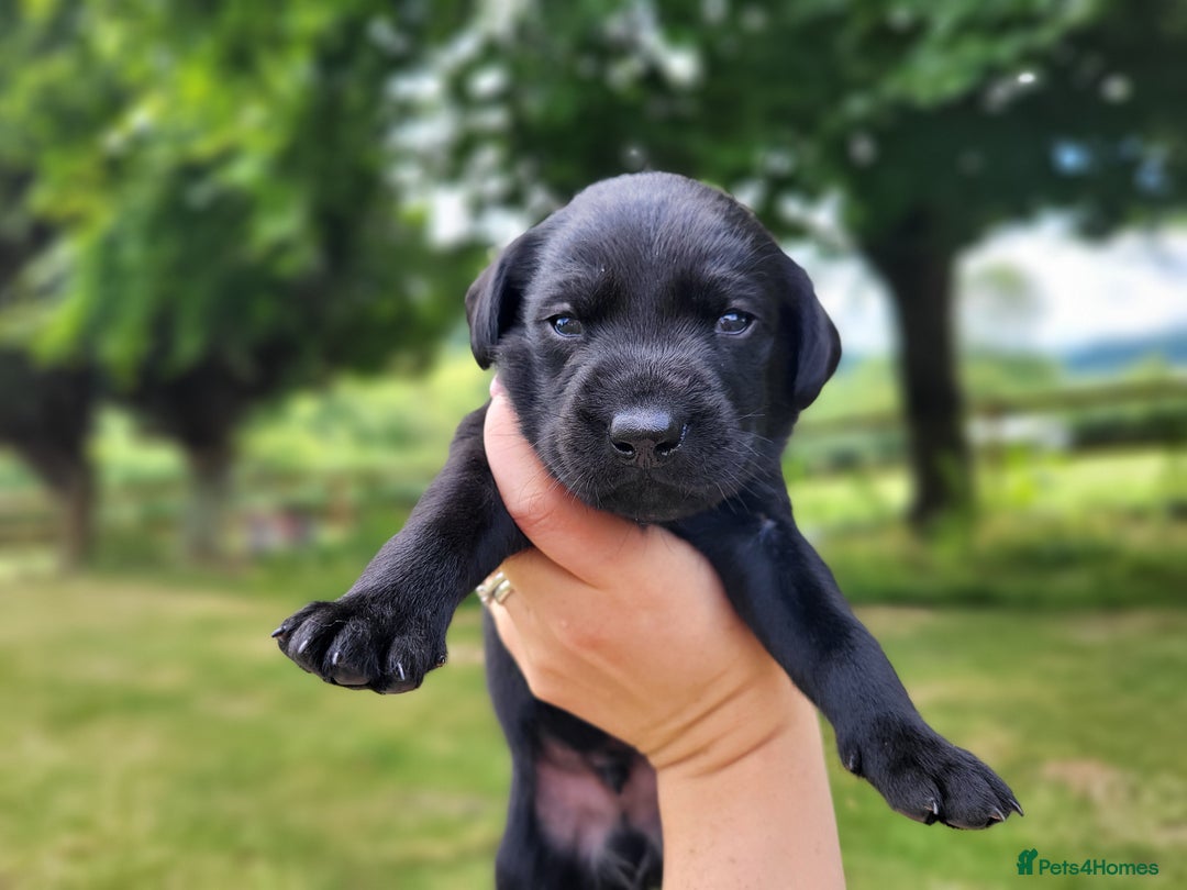 Labrador Retriever dogs for sale: Kc labrador puppies in Much Wenlock - Image 17