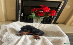 Dachshund dogs for sale: 5 puppies for sale - Image 11