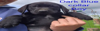 Puppy 1 Dark Blue Collar