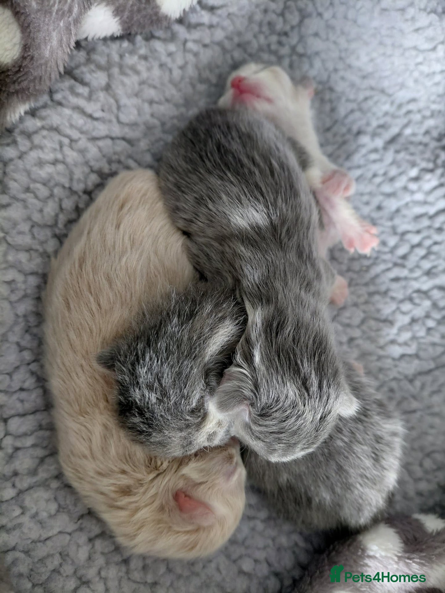 Maine Coon cats DUE TO GIVE BIRTH Gorgeous 1/4 Maine coon kittens - Advert 7