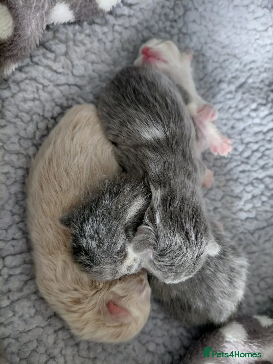 Maine Coon cats for sale: DUE TO GIVE BIRTH Gorgeous 1/4 Maine coon kittens - Advert 1