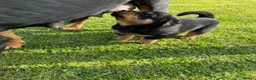 Rottweiler dogs for sale: Rottweiler puppies - KC Registered. in Halstead - Advert 13