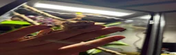 Gecko reptiles for sale: Female crested gecko in Manchester - Advert 2