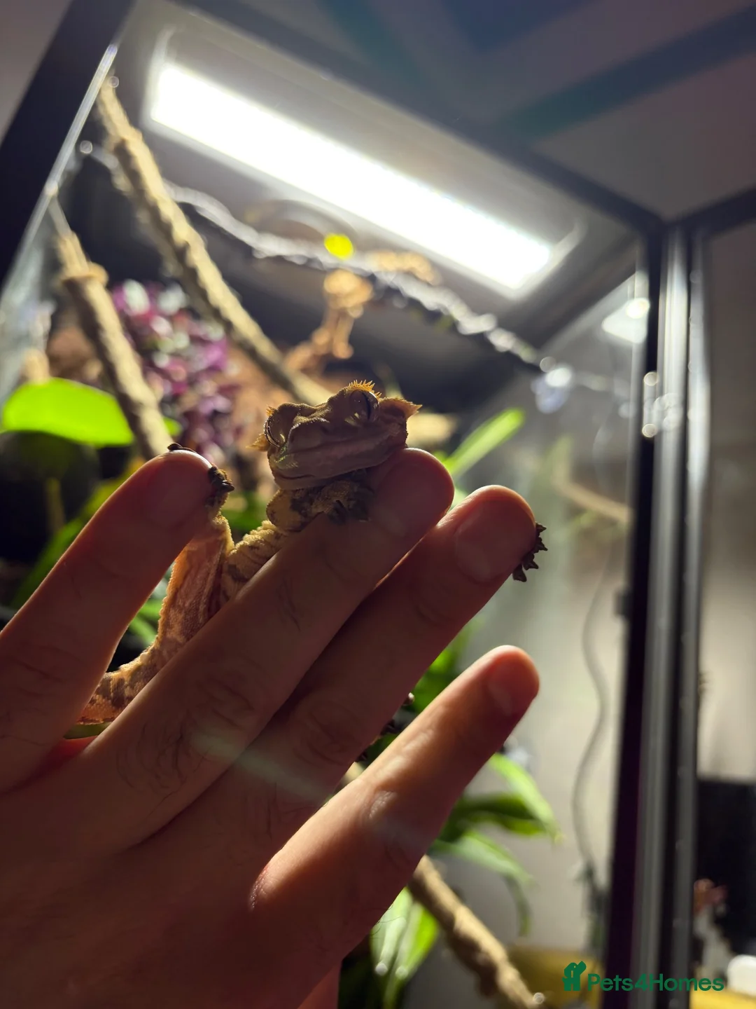 Gecko reptiles for sale: Female crested gecko in Manchester - Advert 2