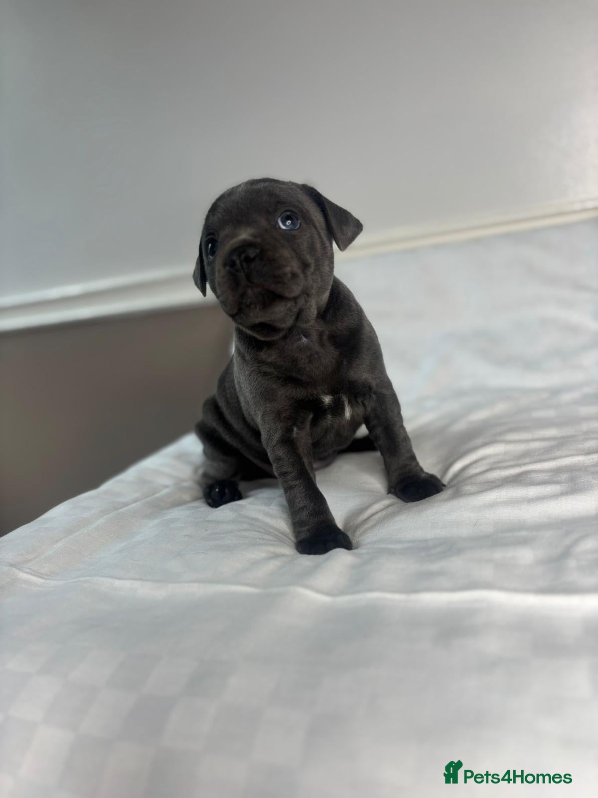 Staffordshire Bull Terrier dogs CHAMPION OF CHAMPIONS  - Advert 8