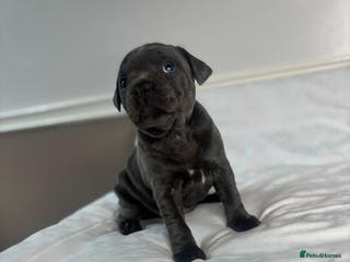 Staffordshire Bull Terrier dogs CHAMPION OF CHAMPIONS - Advert 3