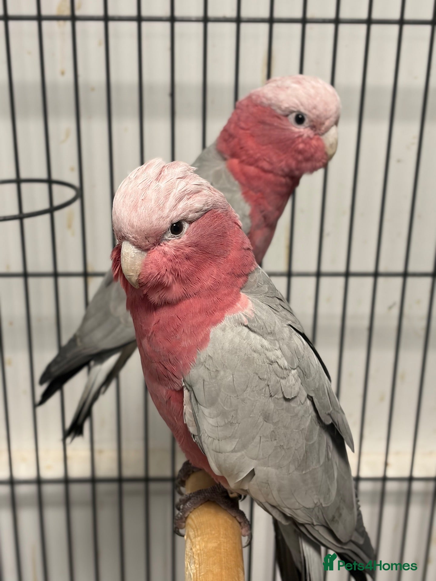 Parrots birds for sale: Hand Reared Baby Galah Cockatoos  - Advert 2