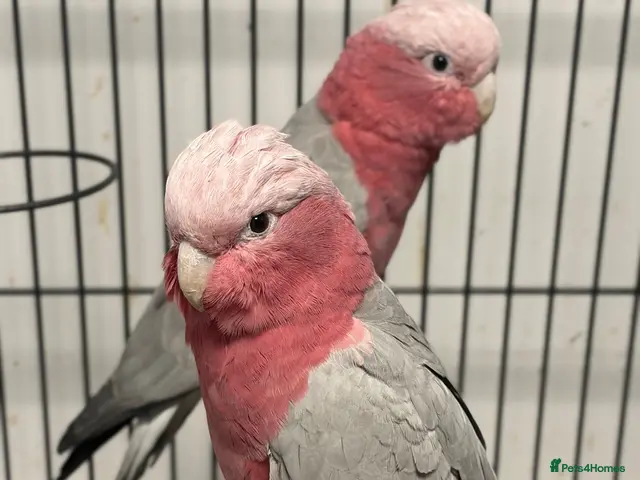 Parrots birds for sale: Hand Reared Baby Galah Cockatoos - Advert 2