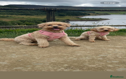 Cavapoo dogs for sale: Minnie and Marnie sad sale due to family split - Image 8