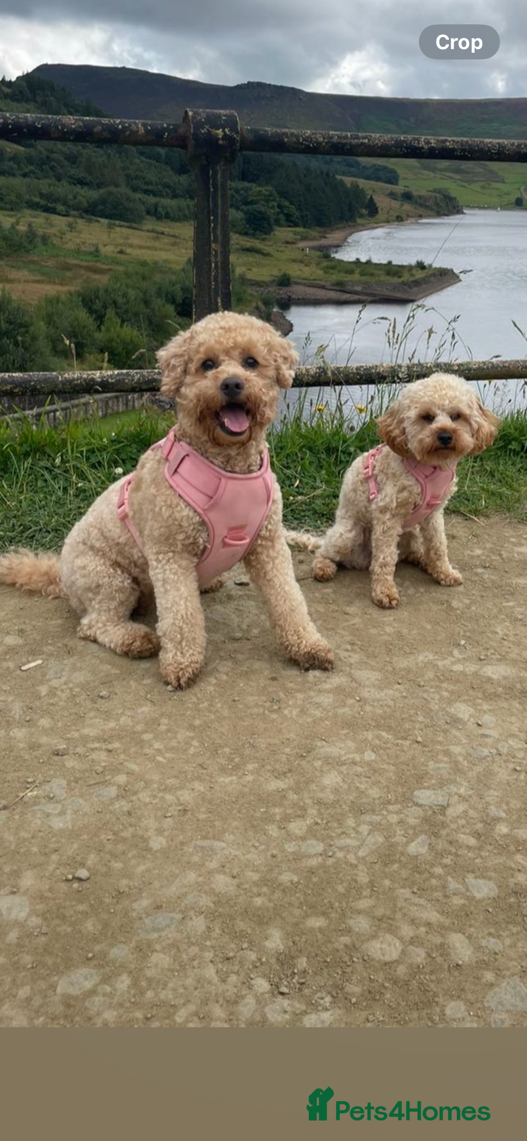 Cavapoo dogs for sale: Minnie and Marnie sad sale due to family split - Image 8