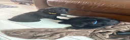 Goldador dogs for sale: Beautiful Chunky Labrador puppies - Advert 15