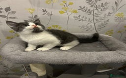 British Shorthair cats for sale: British short hair x tabby kittens  - Image 5