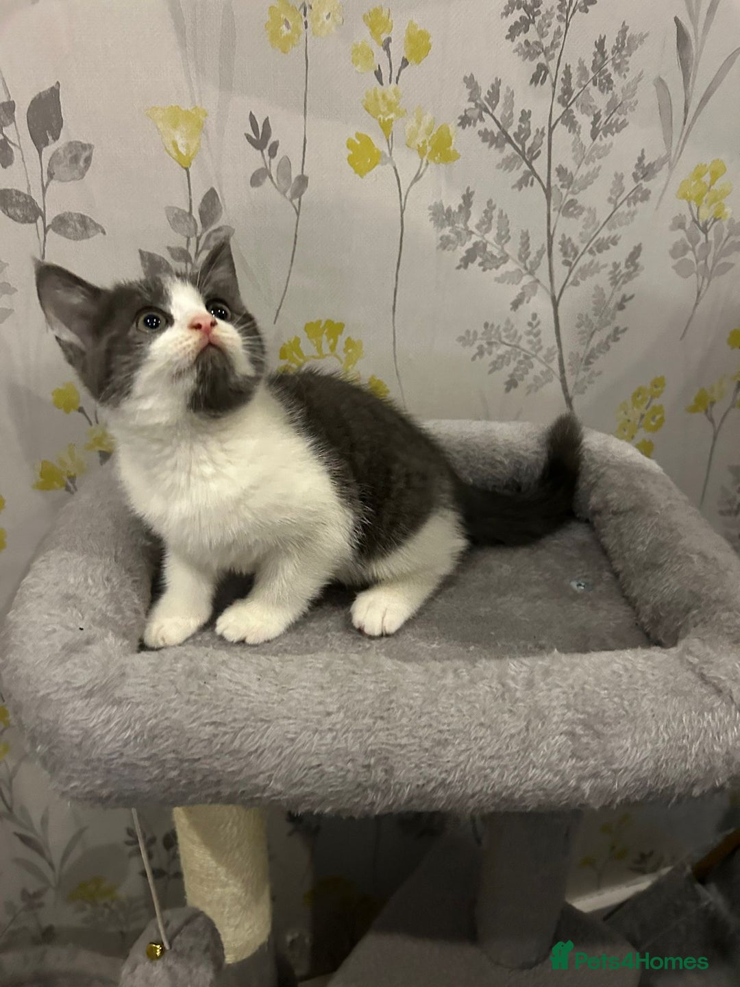 British Shorthair cats for sale: British short hair x tabby kittens  - Image 5