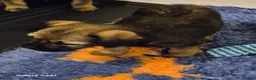 Border Terrier dogs for sale: Stunning border terrier puppys  - Advert 4