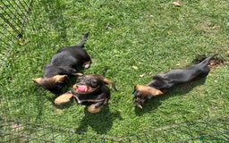 Dachshund dogs for sale: Wirehaired dachshund (Teckel) puppies - Image 12