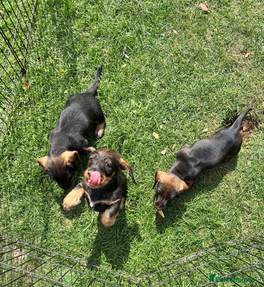 Dachshund dogs for sale: Wirehaired dachshund (Teckel) puppies - Image 12