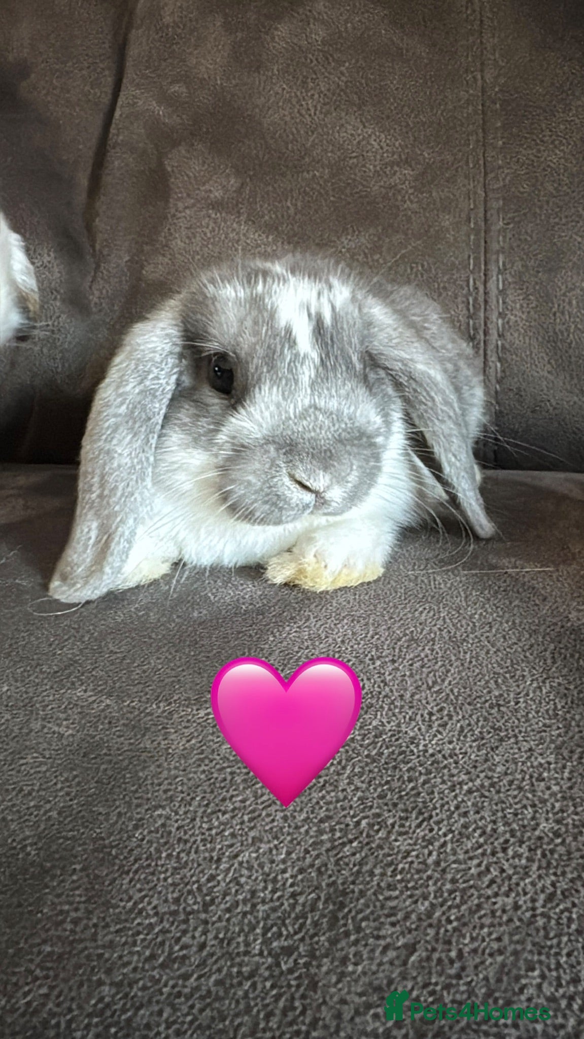 Mini Lop rabbits Pure Breed Mini Lop Babies  - Advert 1