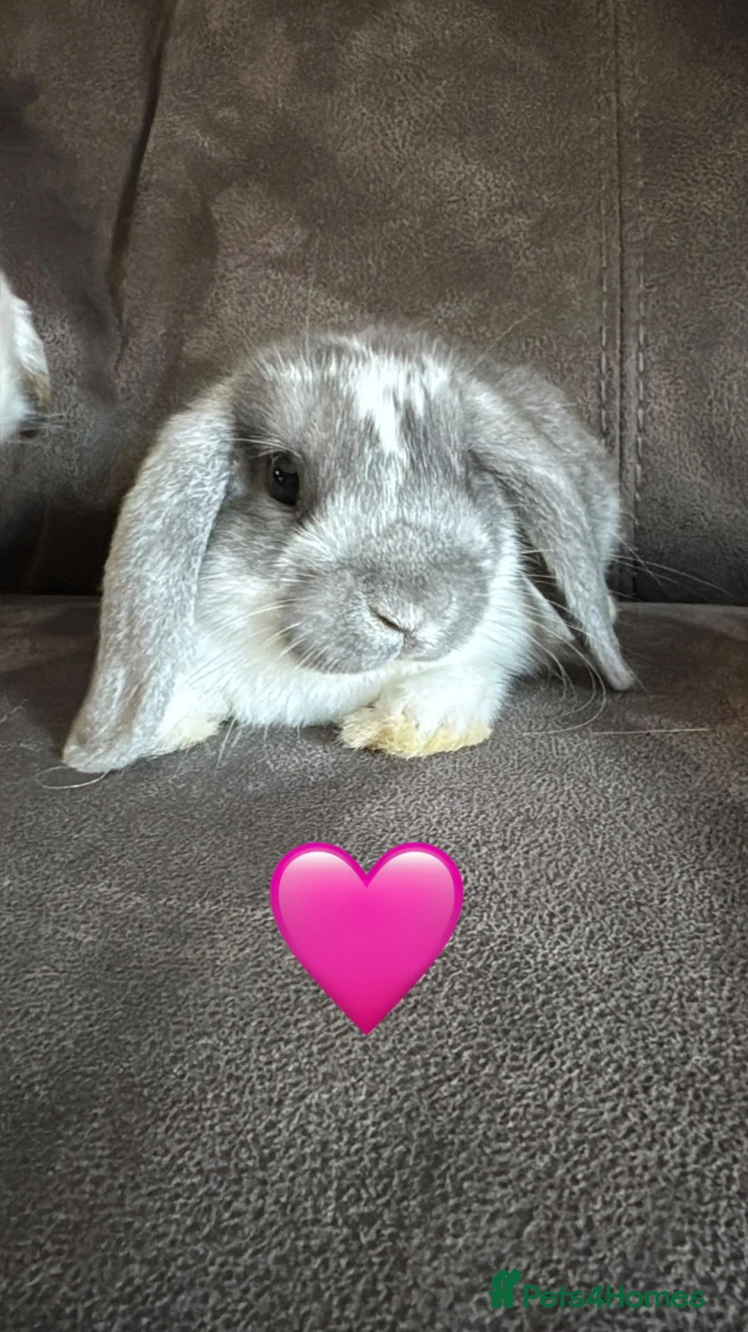 Mini Lop rabbits for sale: Pure Breed Mini Lop Babies  - Advert 1