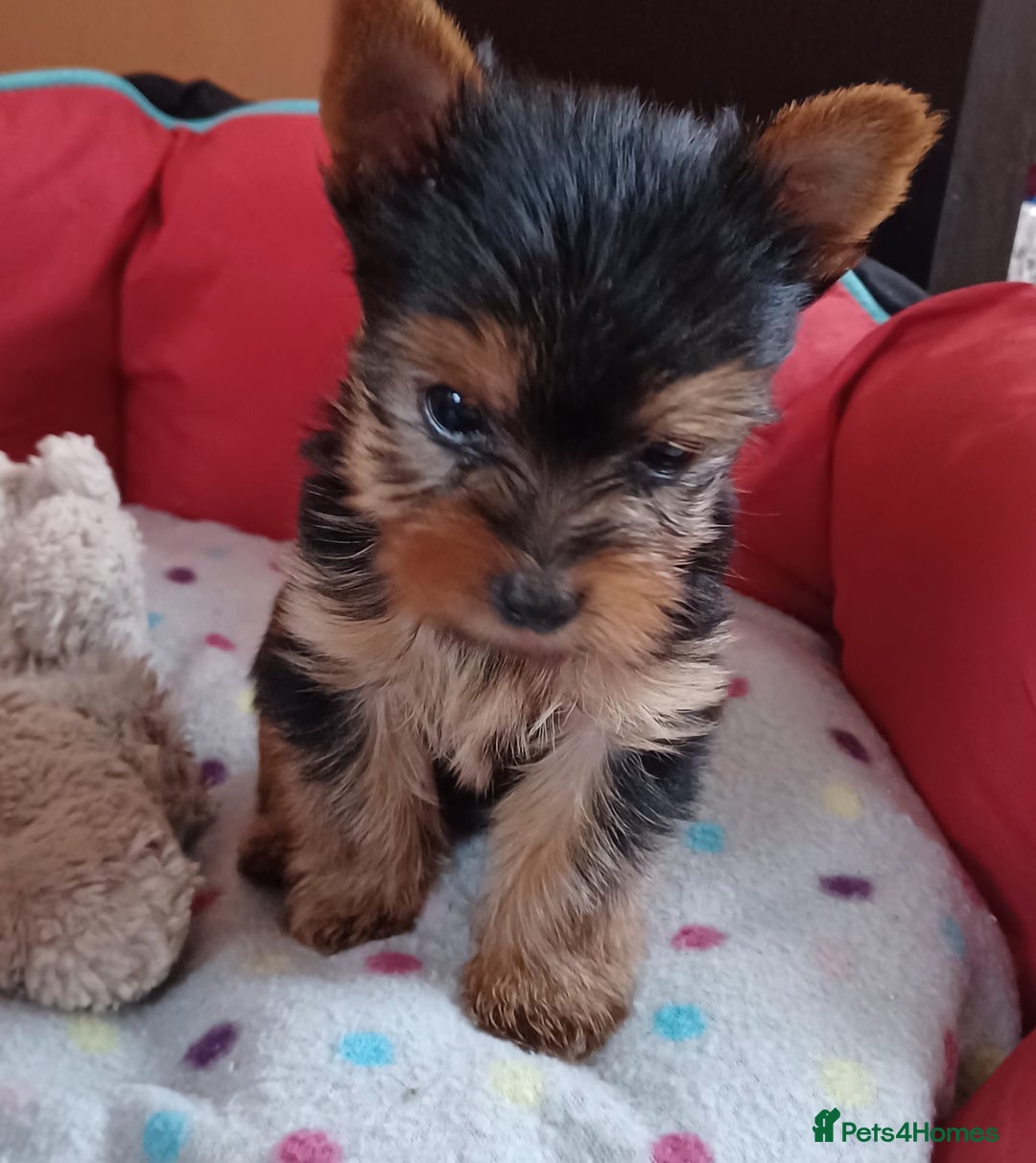 Yorkshire Terrier dogs for sale: Super mini Yorkshire terrier puppy pedigree cert - Image 4