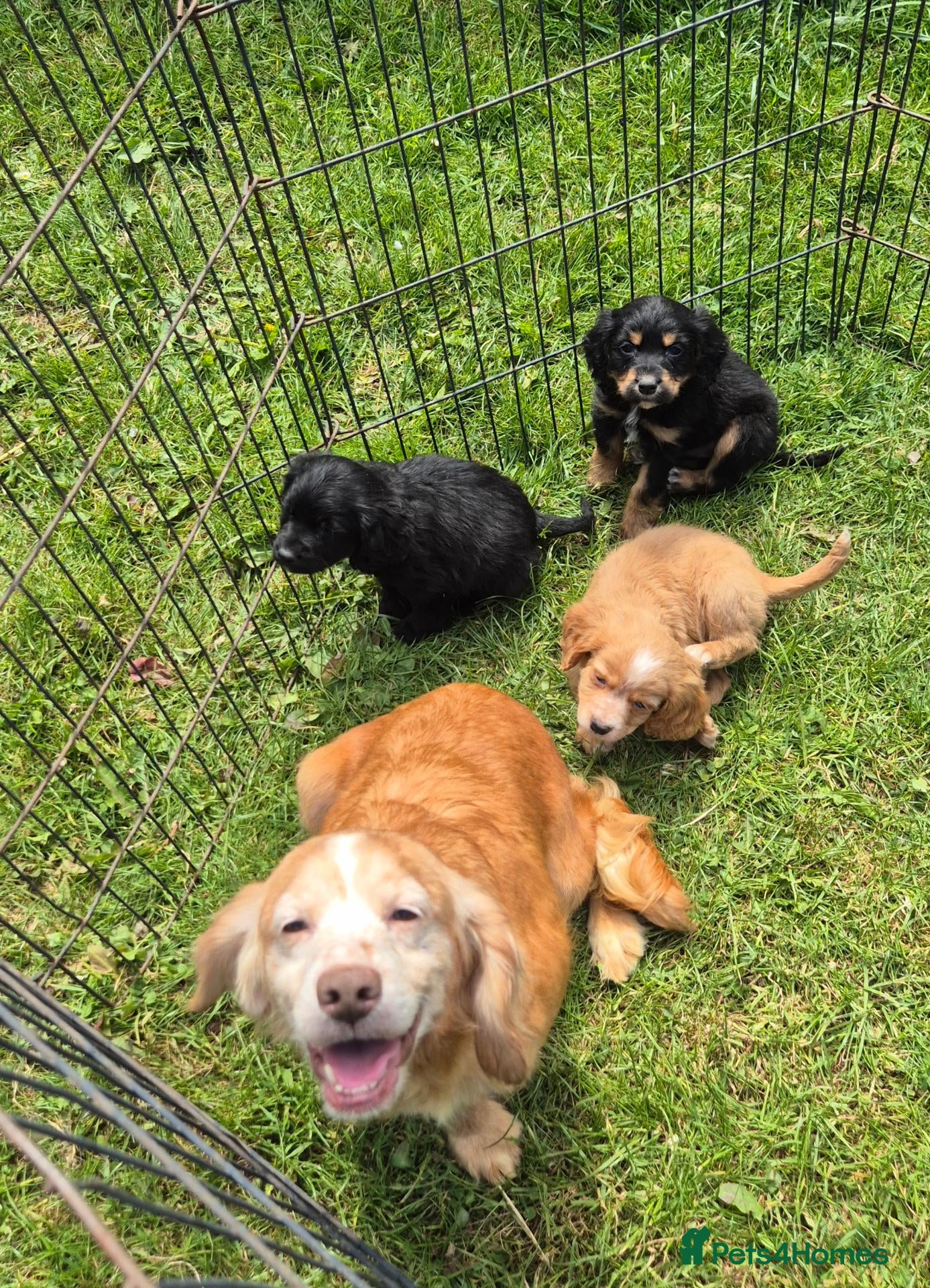 Cocker Spaniel dogs Beautiful working cocker spaniel puppies - Advert 2