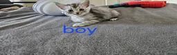 Mixed Breed cats for sale: Kittens  - Advert 10