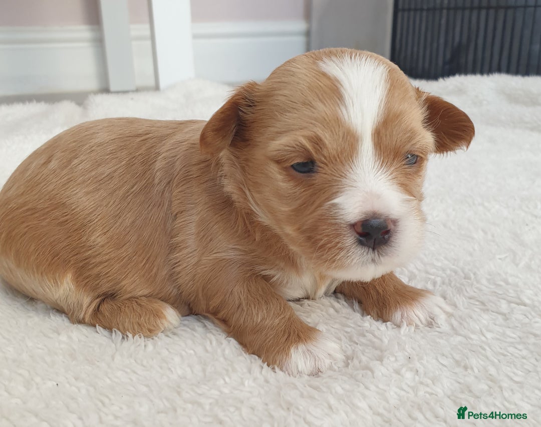 Maltipoo dogs for sale: 6 Pedigree Club registered Maltipoo puppies - Image 6