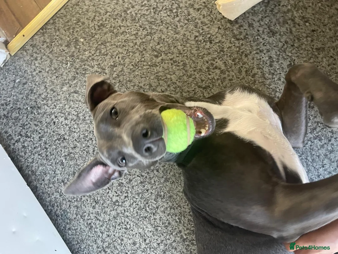 Mixed Breed dogs for sale: Daisy 8 months old  in Swadlincote - Advert 5