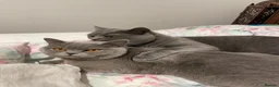 British Shorthair cats for sale: Stunning British short hair kittens  - Advert 2