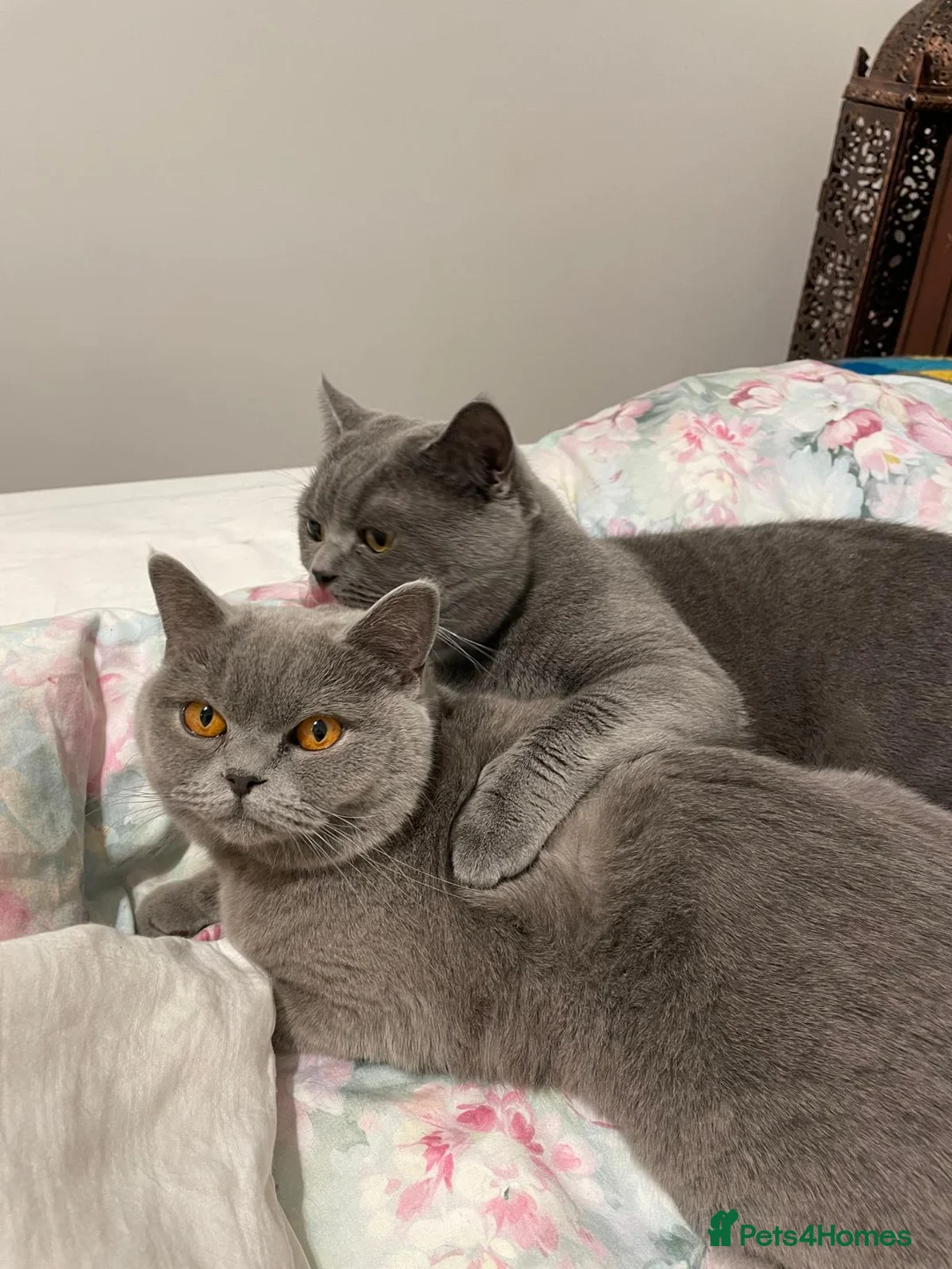 British Shorthair cats for sale: Stunning British short hair kittens  - Advert 2
