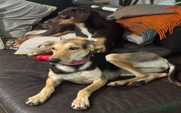 Mixed Breed dogs for adoption: Cahil , a sweet Cypriot girl  - Image 2