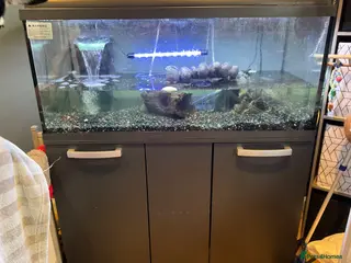 Terrapin reptiles 4 terrapins - Advert 17