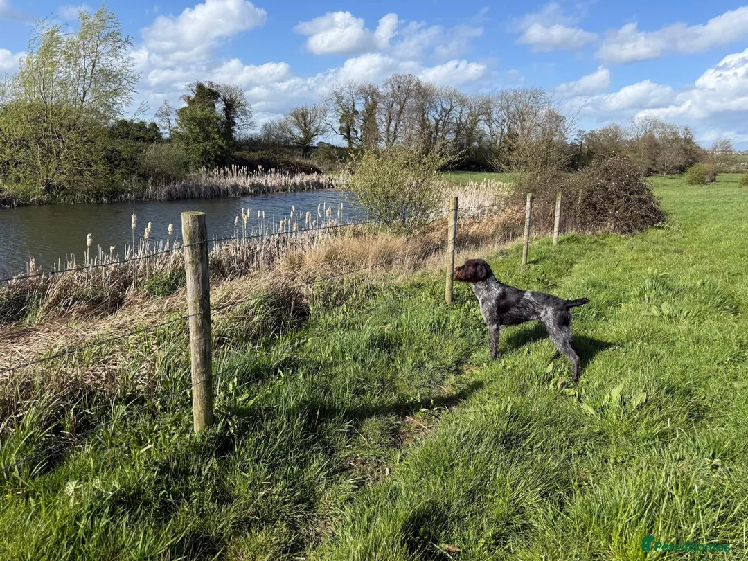 German Wirehaired Pointer dogs for sale: Enzo 18Month Part Trained– German VDD Line  - Advert 2