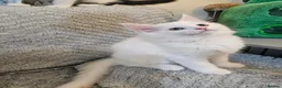 Maine Coon cats for sale: Maine Coon  - Advert 5